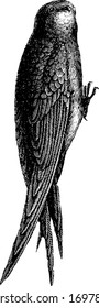 Swift Is Related To Swallow, Vintage Line Drawing Or Engraving Illustration.