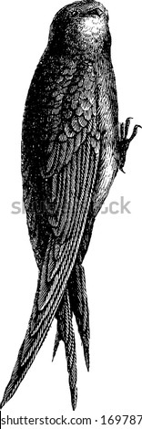 Swift is related to swallow, vintage line drawing or engraving illustration.