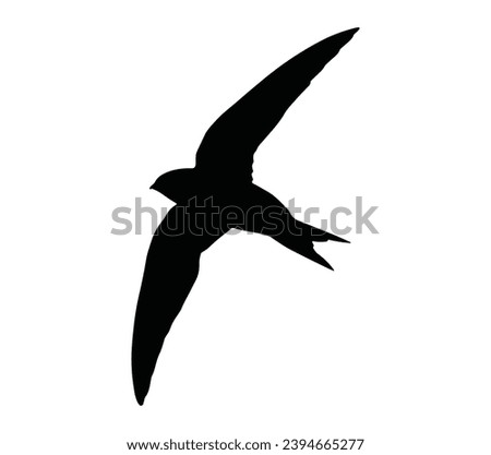 Swift silhouette, Swift Vector illustration, Swift isolated on white background.