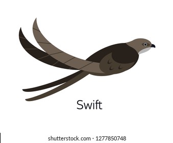 Swift or swiftlet isolated on white background. Adorable small fast insectivorous bird. Stunning wild avian species. Cute little birdie. Modern vector illustration in trendy flat geometric style.