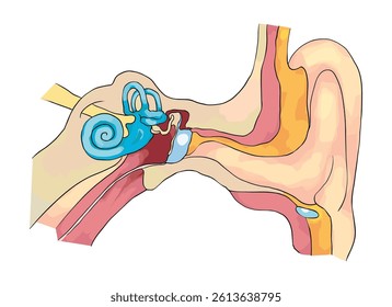 Swimmers ear otitis vector illustration