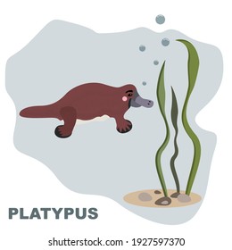 Swimming australian platypus clipart in cartoon style. Vector image to be used as a poster or print for textile, education materials for school and kindergarten