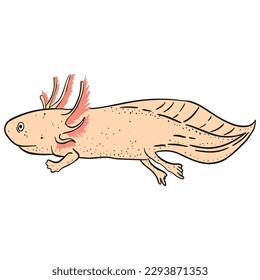 Swimming Axolotl ,good for graphic design resources, posters, banners, templates, prints, coloring books and more.