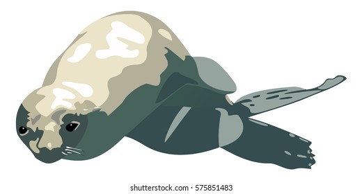 Swimming baby fur seal isolated on white vector illustration