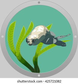 swimming baby fur seal looking in window in sea landscape