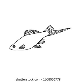 swimming decorative aquarium fish, swordtail with a tail and a fin, home pet, vector illustration with black contour lines isolated on white background in Doodle and hand drawn style