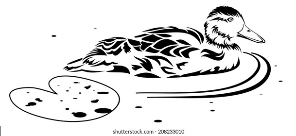 Swimming duck