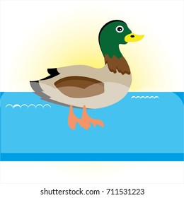 Swimming  duck