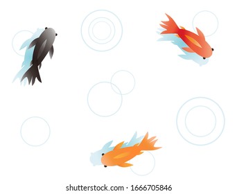 Swimming goldfish seen from above.