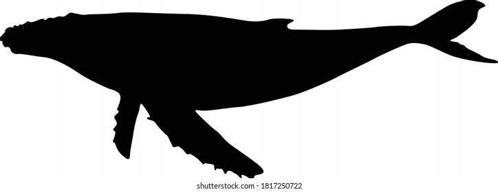 Swimming Humpback Whale (Megaptera Novaeangliae) On a Side View Silhouette Found In Oceans Worldwide. Good To Use For Element Print Book, Animal Book and Animal Content