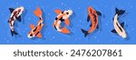 Swimming koi carp fish. Japanese koi carp fish in pond, cute oriental fish koi, swimming carps flat vector illustration set. Asian colorful koi fish