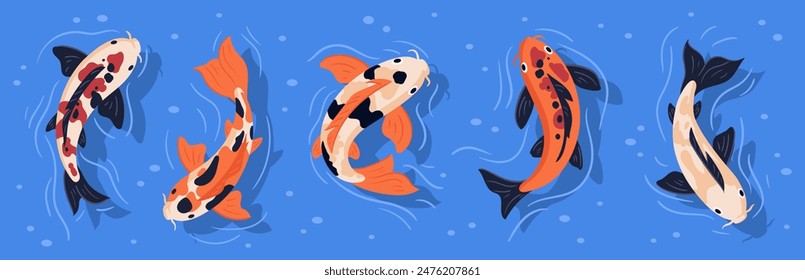 Swimming koi carp fish. Japanese koi carp fish in pond, cute oriental fish koi, swimming carps flat vector illustration set. Asian colorful koi fish