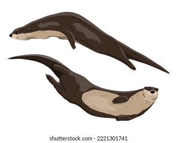 Swimming river otters. The Eurasian river otter. Wild realistic vector animal