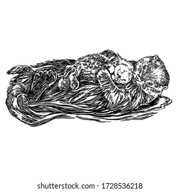 Swimming Sea Otter With Baby. Sketch. Engraving Style. Vector Illustration.