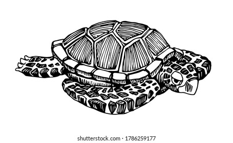 swimming sea turtle in a shell with ornament, for logo or emblem, vector illustration with black ink lines isolated on a white background in a doodle & hand drawn style
