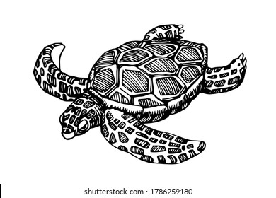 swimming sea turtle in a shell with ornament, for logo or emblem, vector illustration with black ink lines isolated on a white background in a doodle & hand drawn style