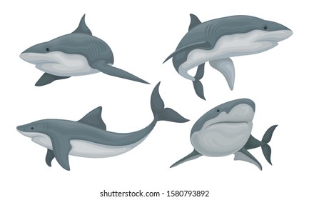 Swimming Shark Set, Predatory Sea Creature in Various Poses Vector Illustration