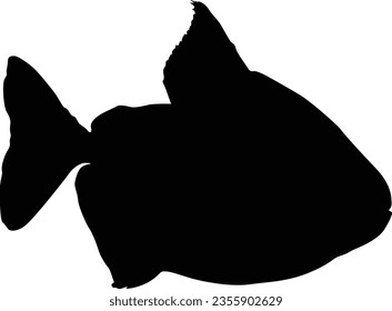Swimming Silver Dollar Fish Good To Use For Element Print Book, Animal Book and Animal Content