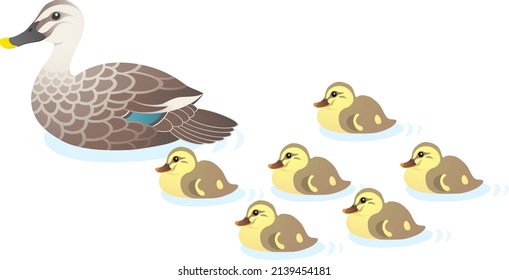 Swimming spot-billed duck family, isolated on the white background