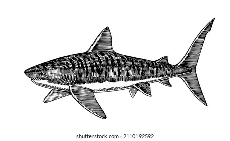 Swimming tiger shark, dangerous marine predator, fish. Vector illustration with lines in black ink isolated on a white background in a hand drawn style.