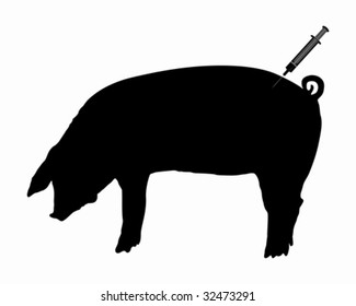 Swine gets an inoculation because of swine flu