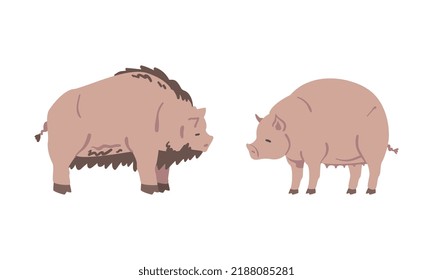 Swine and Hog as Hoofed Mammal and Farm Animal Vector Set