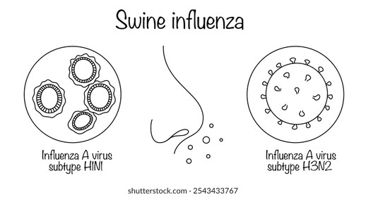 Gripe suína. Uma doença respiratória aguda causada por vários vírus influenza. Patógenos desenhados à mão contra a gripe suína e um nariz como símbolo da transmissão da doença pelo ar. Ilustração vetorial.