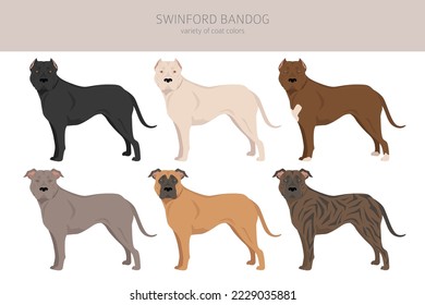 Swinford Bandog clipart. All coat colors set.  All dog breeds characteristics infographic. Vector illustration