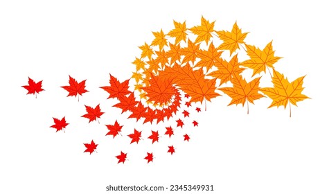 Swirl geometric pattern of colorful fallen yellow orange red maple leaves isolated on white background. Bright acer leaf vortex. Autumn color template. Poster. Card. Fall season. wind. Art fractal.