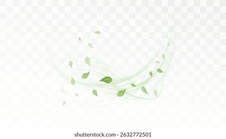 A swirl of light green leaves with translucent swirls on a transparent background. Suitable for nature, freshness and ecology concepts.