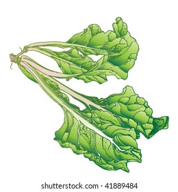 Swiss Chard