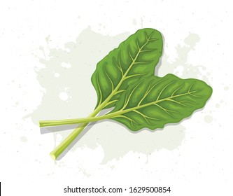 Swiss Chard green leafy vegetable vector illustration