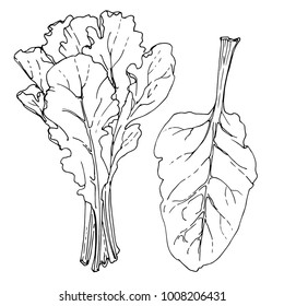 Swiss Chard. The greens drawn by a line on a white background. A sketch of food. Vector drawing of spices