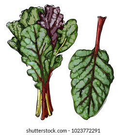 Swiss Chard. The greens drawn by a line on a white background. A sketch of food. Vector drawing of spices