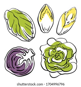 Swiss chard, lettuce, belgian endive, radicchio. Colorful line sketch collection of vegetables and herbs isolated on white background. Doodle hand drawn vegetable icons. Vector illustration