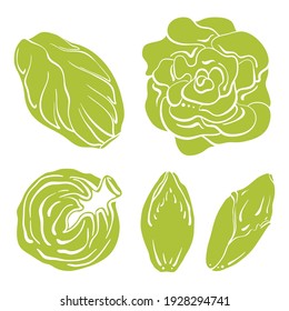 Swiss chard, lettuce, belgian endive, radicchio. Colorful line sketch collection of green vegetables and herbs isolated on white background. Doodle hand drawn vegetable icons. Vector illustration
