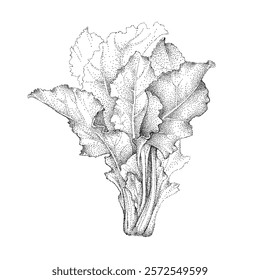 Swiss chard. Mangold lettuce. Leaves Beta vulgaris. The greens for vegetable menu. Hand-drawn sketch, vector illustration on a white isolated background.