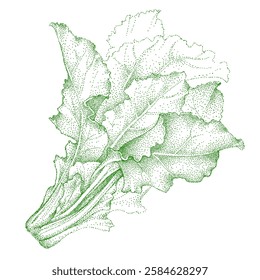 Swiss chard. Mangold lettuce. Leaves Beta vulgaris. The greens for vegetable menu. Hand-drawn sketch, vector illustration on a white isolated background.