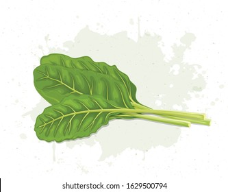 Swiss chard salad leaves vector illustration