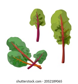Swiss chard, Set of swiss chard isolated on white background, Swiss chard vector illustration.