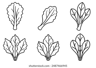 Swiss Chard Slice Line Artwork Minimalist Approach to Leaf Anatomy