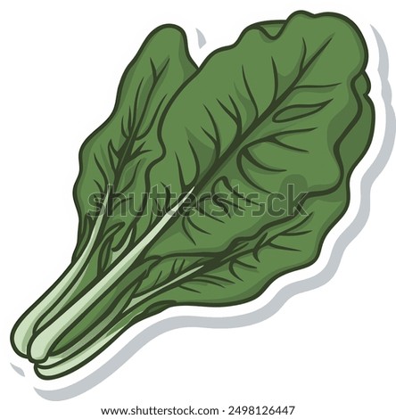 Swiss Chard Vegetables Sticker vector illustration. isolated cartoon Swiss Chard, white background,Swiss Chard Icon sticker on Food nature icon concept.