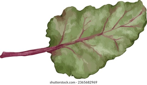 elemento aislado de la ilustración de la acuarela de swiss chard