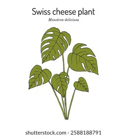 Swiss cheese plant or split-leaf philodendron (Monstera deliciosa), medicinal, edible and ornamental plant. Hand drawn botanical vector illustration