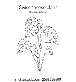 Swiss cheese plant or split-leaf philodendron (Monstera deliciosa), medicinal, edible and ornamental plant. Hand drawn botanical vector illustration