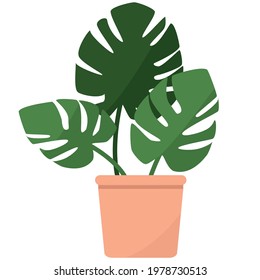 Swiss cheese plant. Vector illustration