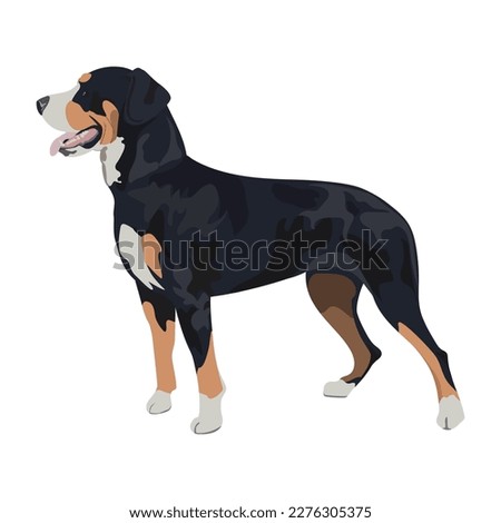 Swiss mountain dog isolated on white background.
