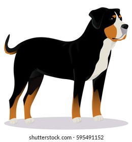 Swiss Mountain dog vector illustration