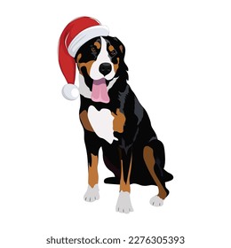 Swiss mountain dog wearing Santa hat isolated on white background.