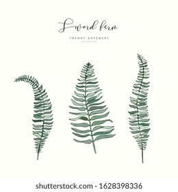 Sword fern branch or leaf. Hand drawn wedding herb, plant elegant leaves for invitation save the date card design. Botanical rustic trendy greenery vector illustration